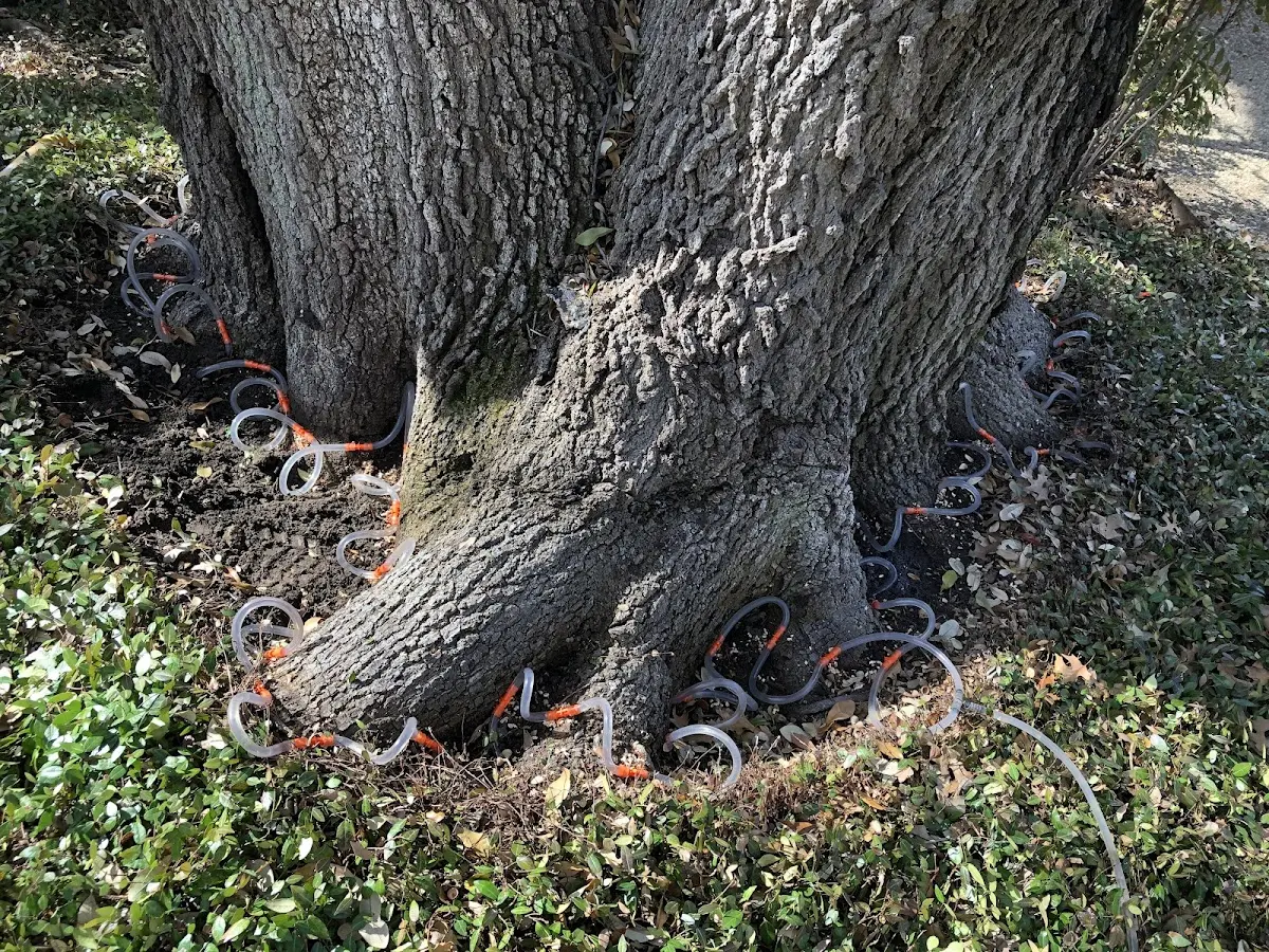 Detailed Tree Cabling and Bracing job site in Banner Elk